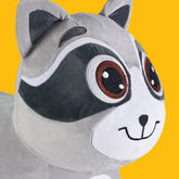 Racoon